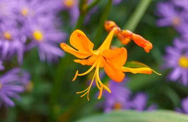 close up of a golden Crocosmia aurea, also know as falling stars, Valentine flower or montbretia. It is a perennial flowering plant belonging to the family Iridaceae