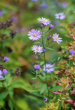 close up of a Tatarinow's aster (Aster tataricus)