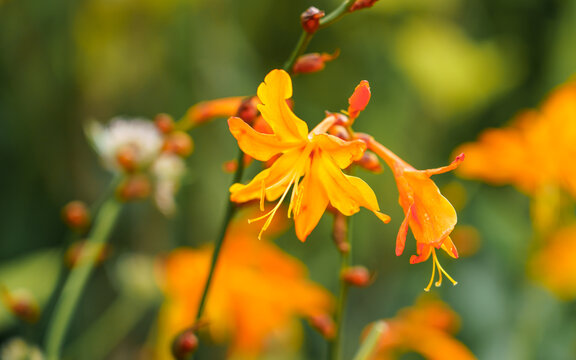 close up of a golden Crocosmia aurea, also know as falling stars, Valentine flower or montbretia. It is a perennial flowering plant belonging to the family Iridaceae