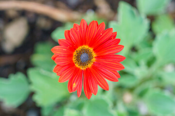 close up of a transvaal gerbera red and yellow daisy