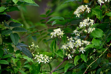 Gew&ouml;hnliche Waldrebe // old man's beard, traveller's joy (Clematis vitalba)