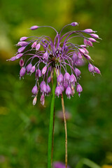 Nickender Lauch // nodding onion, lady's leek (Allium cernuum) 