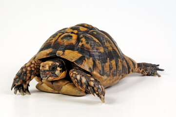 Maurische Landschildkröte // Greek tortoise, spur-thighed tortoise (Testudo graeca)  © bennytrapp