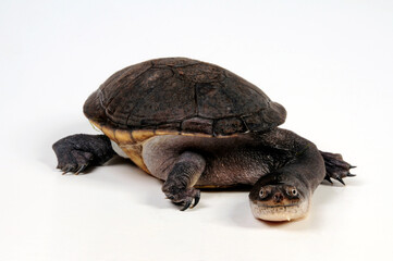 Roti Island snake-necked turtle // McCords Schlangenhalsschildkröte (Chelodina mccordi)