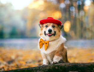 cute corgi dog puppy in a bright red beret in autumn sunny park