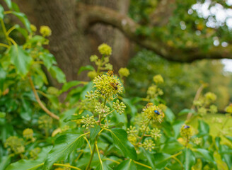 common wasps (Vespula vulgaris) feeding on common ivy (Hedera helix) composed with a blurred background