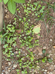 Fototapeta premium fallen pine needles and clover leaves on the ground