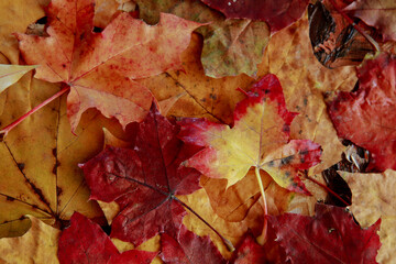 colorful autumn leaves on the ground