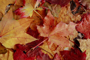 colorful autumn leaves on the ground