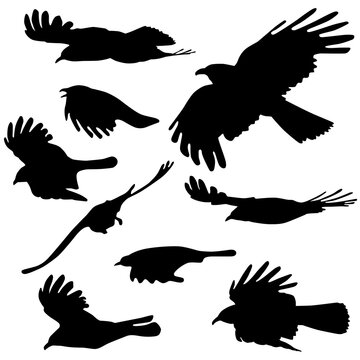Birds flying silhouettes. Alpine chough, Pyrrhocorax graculus