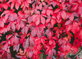 Background texture of red Virginia creeper (grape woodbrine)