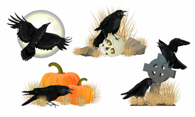 Set of Realistic compositions with black crows Corvus corax. The crow sits on a skull, pumpkins, a grave cross and flies against the background of moon. Halloween stickers and illustrations. Vector