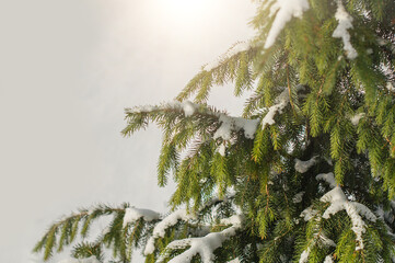 Green fir tree branches covered with snow