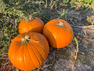Big pumpkins in the field