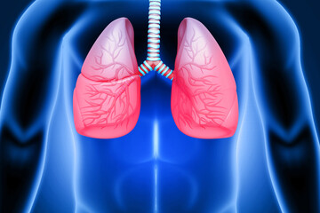 Medically accurate illustration of Realistic human lungs anatomy. 3d illustration