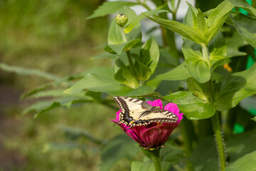 The beautiful motley butterfly Papilio machaon sits on a flower.