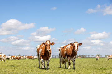 Naklejka na ściany i meble Two cows, red and white standing in a pasture landscape a blue sky and herd at horizon