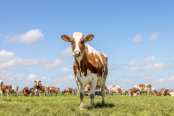 Cow approaching, walking  in a pasture under a blue sky and a herd of cows as background