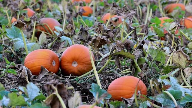 Orange pumpkins on a pumpkin patch at the farm, rural landscape at Autumn time, ripe pumpkins are harvested for the traditional Halloween festivities.