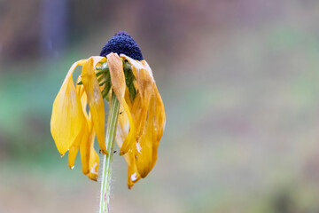 A withering yellow flower, petals down. Autumn in Siberia. Blurred green background. Close-up.