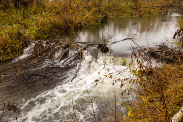 The dam was built by beavers on a small Siberian river. Autumn.