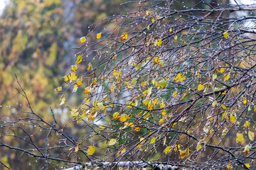 Drops of autumn rain on a birch branch. Autumn in Siberia.