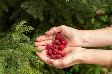 The girl holds in her open palms a handful of fresh raspberries against the background of fir branches.