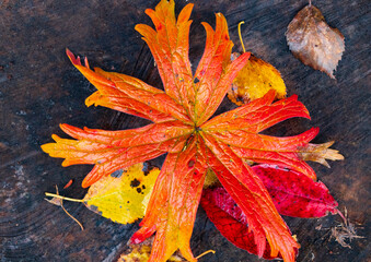 A bright red-yellow autumn leaf lies on a brown stump. Old leaves lie next to it. Autumn in Siberia. Close-up. Top view.