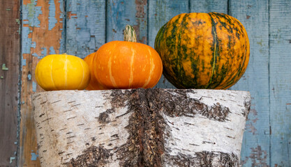 Freshly picked pumpkins of different colors lie on a birch log against the background of an old painted wooden wall. Autumn harvest.