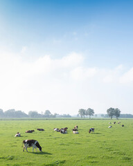 red brown white spotted cows in green grassy meadow under blue sky between zwolle and deventer in the netherlands - obrazy, fototapety, plakaty