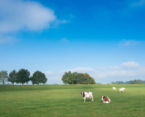 Fototapeta na wymiar spotted red brown cows in meadow between deventer and zwolle in the netherlands