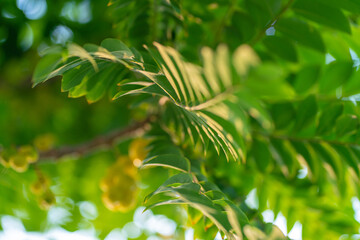 Green tree leaf botannical nature on white backgrpund