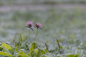 A lonely pair of clover. Autumn frozen grass.