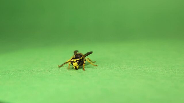 At the 9th sec. : the 1. time a video of a wasp is captured vomiting its food waste.
European wasp isolated on green background.
Also called yellow hornet, yellowjacket.
German wasp cleaning itself