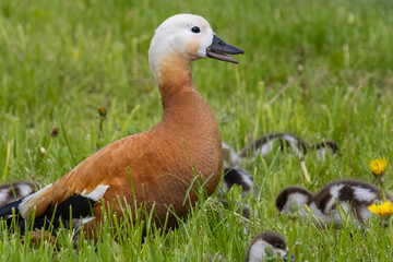 Roody shelduck, ruddy shelduck. A family of ducks walks their cubs.