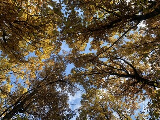 leaves autumn road park square path walk autumn yellow travel trail leaffall autumn red yellow green forest trees lantern street promenade 