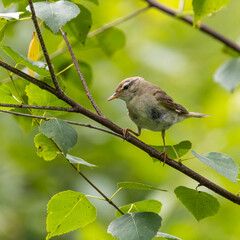 Bird. Philloscopus trochilus