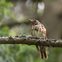 Redwing. red-winged thrush. Turdus iliacus ( Linnaeus).
