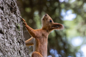 Squirrel on a tree. A cheerful squirrel is looking for nuts.