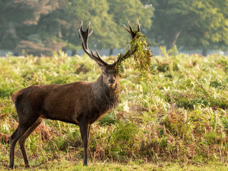 Red Deer Stag With Bracken on Antlers
