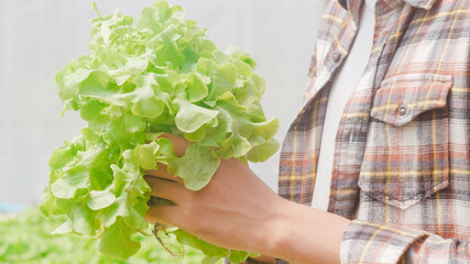Cheerful young attractive Asia guy farmer checking research quality of green oak from hydroponics vegetable farm in greenhouse garden in morning. Agriculture organic for health, Vegan food concept.