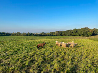 Sheep on a green meadow