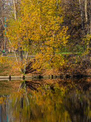 Golden Autumn in Moscow Park in October