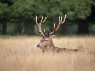 Red Deer Stag Laying in Grass Meadow