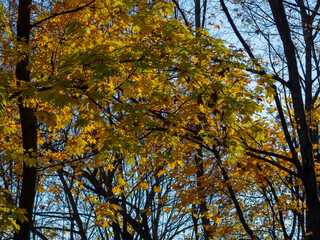 Golden autumn in October in the Moscow Park