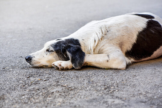 A stray dog is lying on a gray surface, close up, outdoor photography