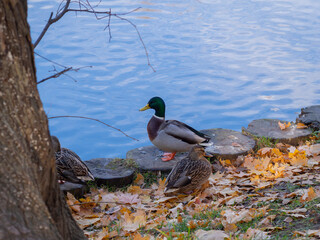 Ducks on the shore of the pond of the Moscow park in autumn