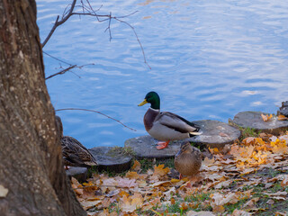 Ducks on the shore of the pond of the Moscow park in autumn