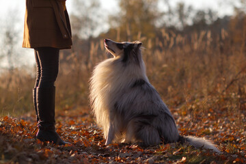 Fototapeta na wymiar Blue merle Rough Collie sits in front of a girl's feet in a yellow autumn park