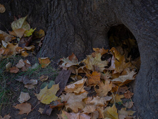 Golden Autumn in the Moscow Park